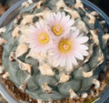 Lophophora Williamsii El Milagro de guadalupe san luis potosi 10 Seeds