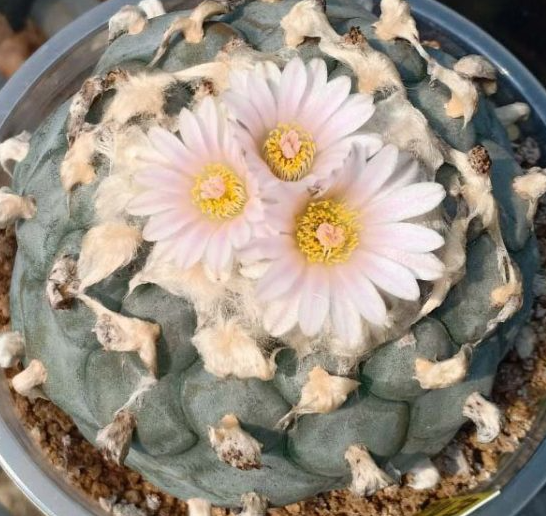 Lophophora Williamsii El Milagro de guadalupe san luis potosi 10 Seeds