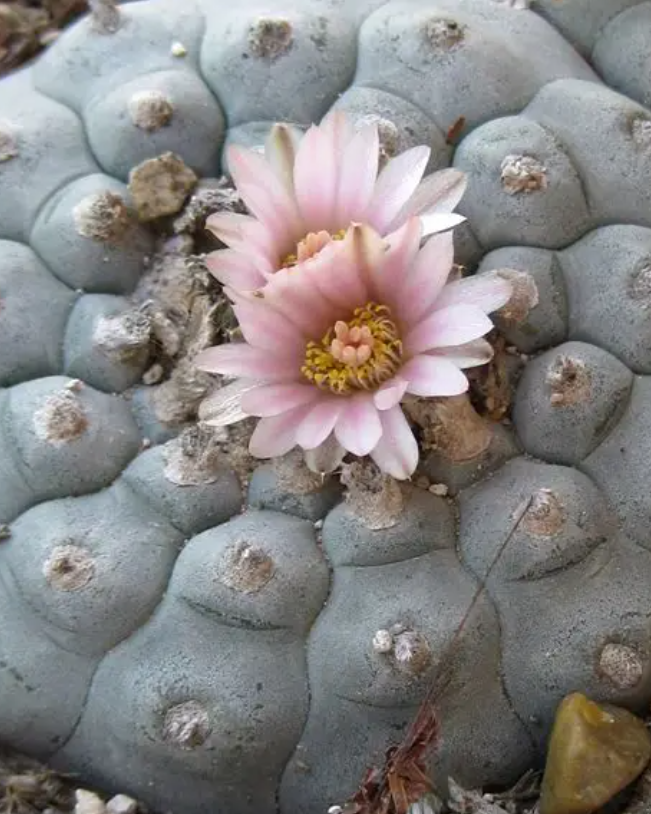Lophophora Williamsii Jim Hogg county 10 Seeds