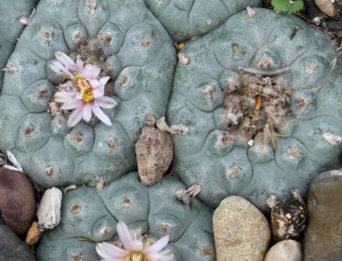 Lophophora Williamsii Jim Hogg county 10 Seeds