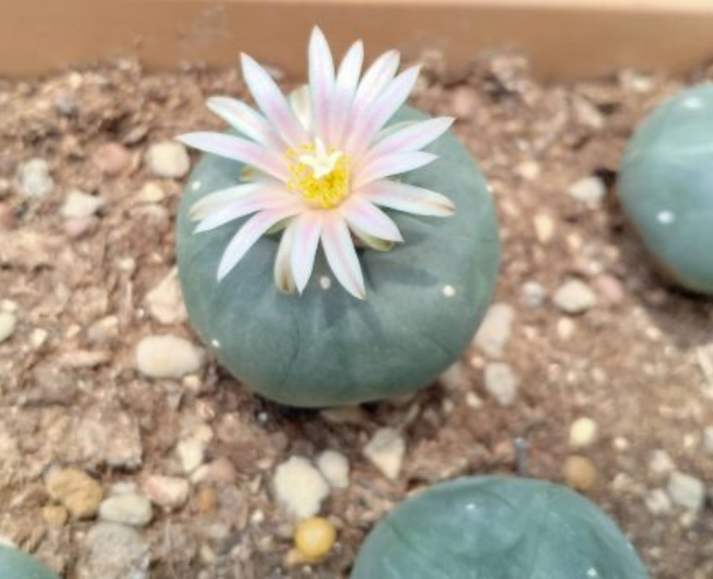 Lophophora Williamsii Ejido La Soledad to La Trinidad Nuevo Leon Mexico 10 Seeds