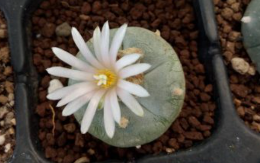 Lophophora Williamsii Ejido La Soledad to La Trinidad Nuevo Leon Mexico 10 Seeds