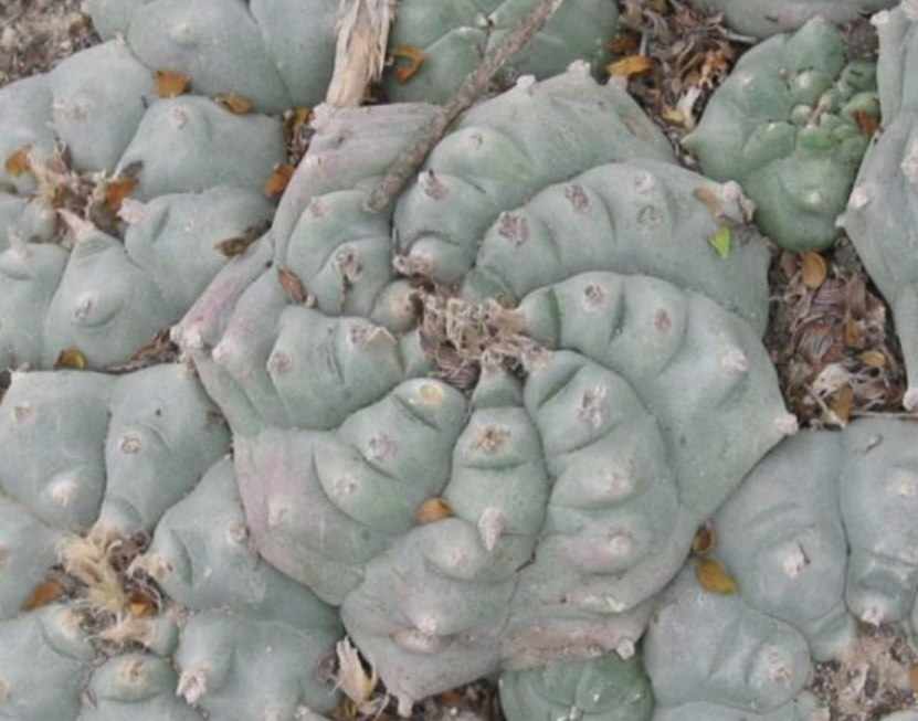 Lophophora Williamsii Huizache El Coyote 10 Seeds