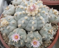 Lophophora Williamsii Sandia El Grande 10 Seeds
