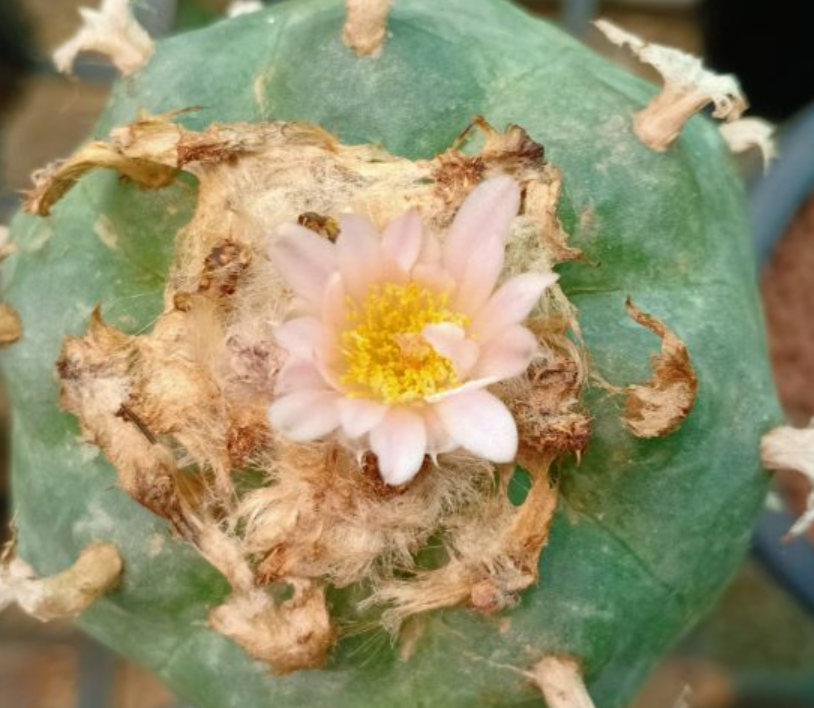 Lophophora Williamsii Texas Rio Grande City 10 Seeds