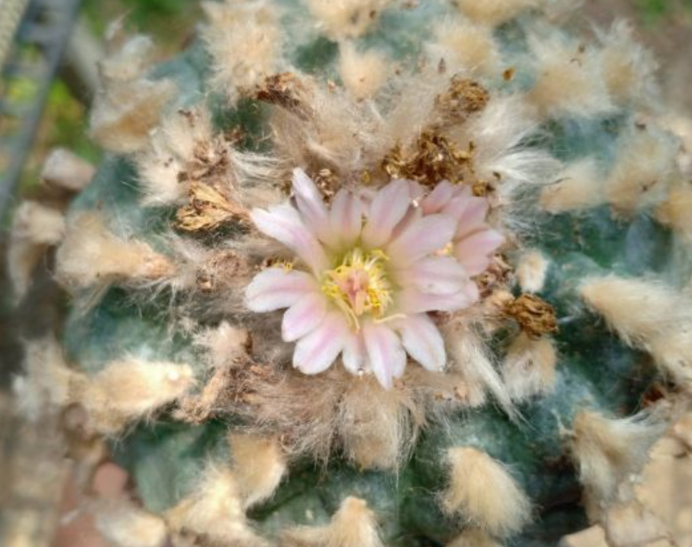 Lophophora Williamsii Texas Rio Grande City 10 Seeds
