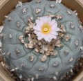Lophophora Williamsii Mauro Morales 10 Seeds