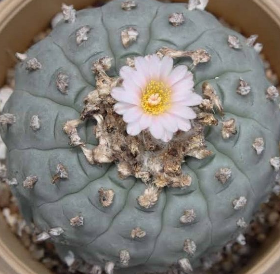Lophophora Williamsii Mauro Morales 10 Seeds