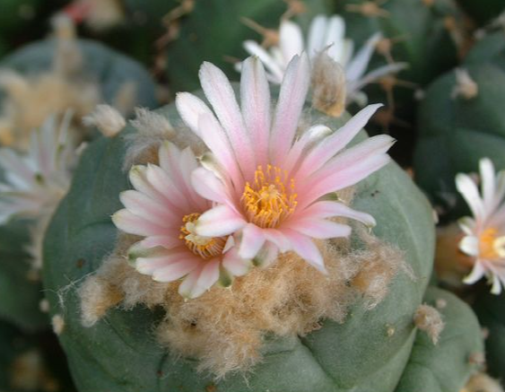 Lophophora Williamsii Cedral S.L.P 10 Seeds