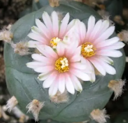 Lophophora Williamsii Cedral S.L.P 10 Seeds