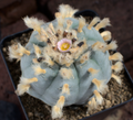 Lophophora Williamsii Mazapil Zacatecas 10 Seeds