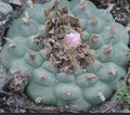 Lophophora Williamsii San Antonio de Castillo Nuevo Leon 10 Seeds