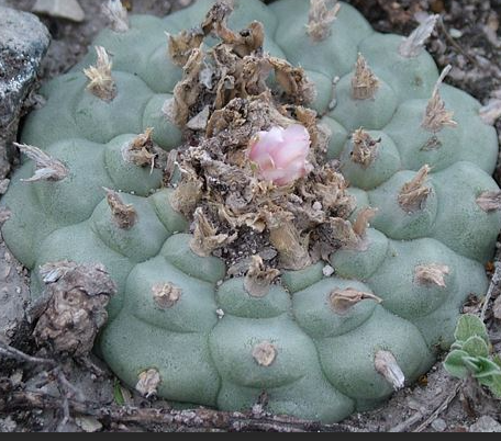 Lophophora Williamsii San Antonio de Castillo Nuevo Leon 10 Seeds