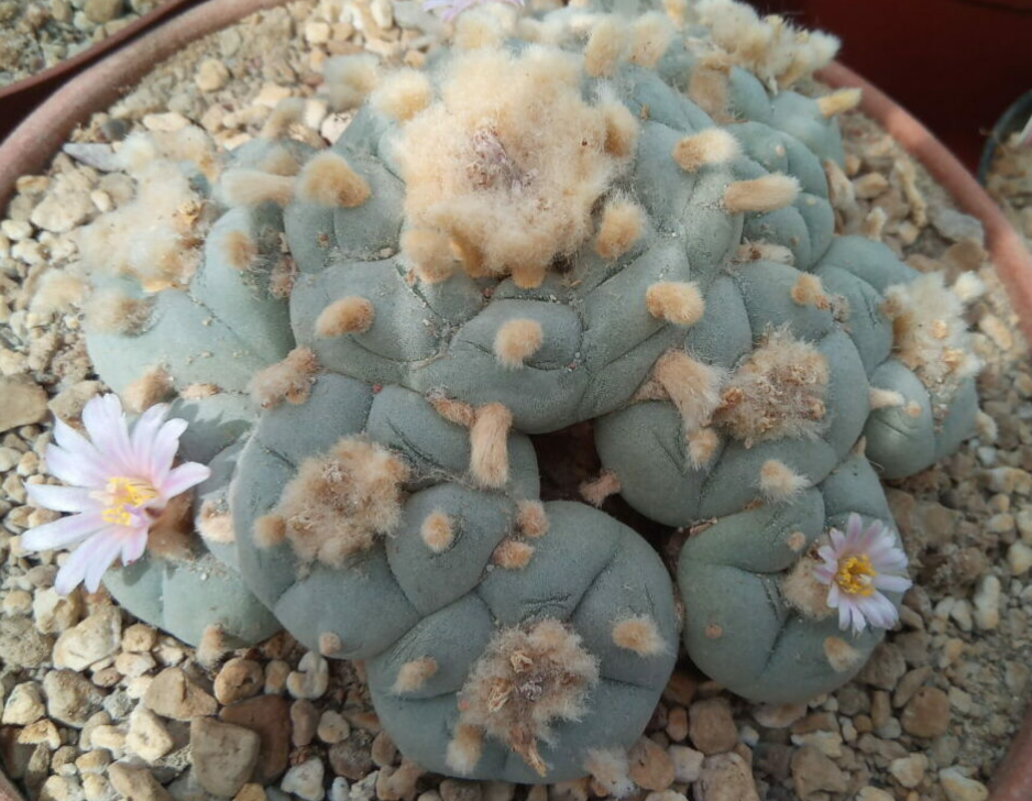 Lophophora Williamsii La Norias Del Jesus 10 Seeds