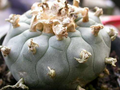 Lophophora Williamsii San Pablo Nuevo Leon 10 Seeds