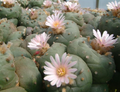 Lophophora Williamsii Coahuila variety Parras 10 Seeds