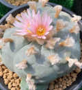 Lophophora Williamsii Texas county variety Rio Pecos 10 Seeds