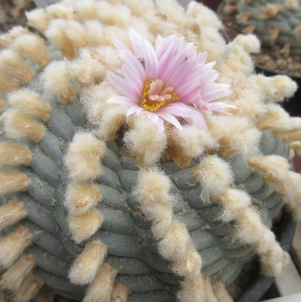 Lophophora Williamsii Coahuila variety Sierra Santa Rosa melchor Múzquiz 10 Seeds