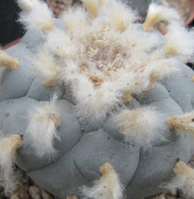 Lophophora Williamsii Coahuila variety Sierra Santa Rosa melchor Múzquiz 10 Seeds