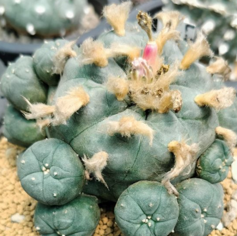 Lophophora Williamsii Wirikuta San Luis Potosí 10 Seeds
