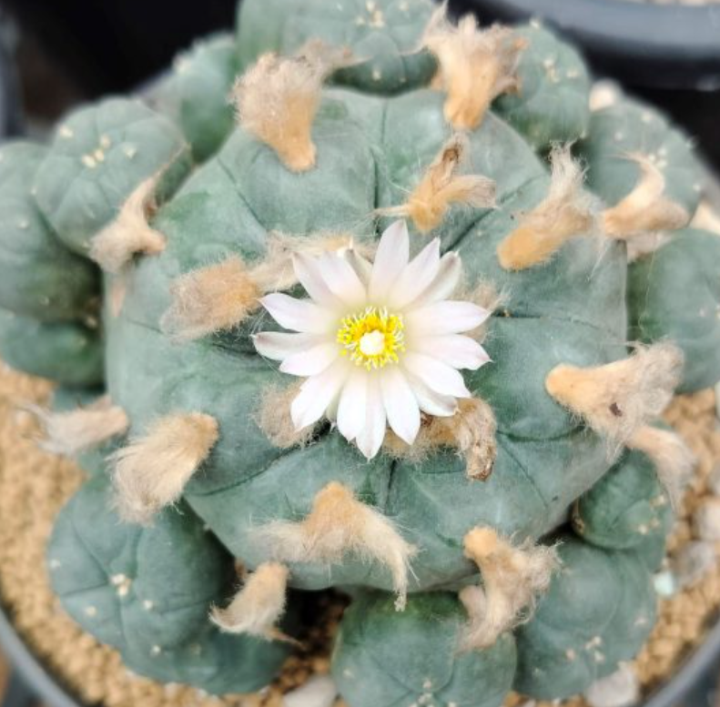 Lophophora Williamsii Wirikuta San Luis Potosí 10 Seeds