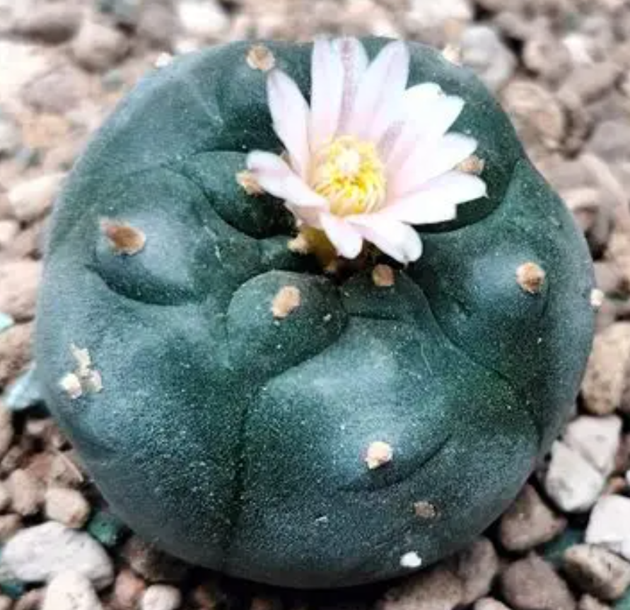 Lophophora Williamsii Rinconada Nuevo Leon 10 Seeds