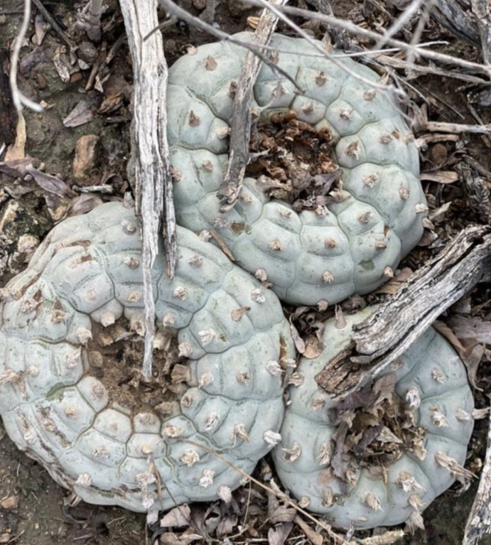 Lophophora Williamsii San Tiburcio 10 Seeds