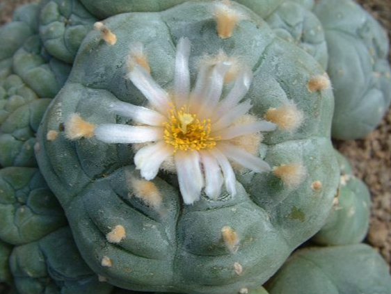 Lophophora Williamsii Weisse Bluete 10 Seeds