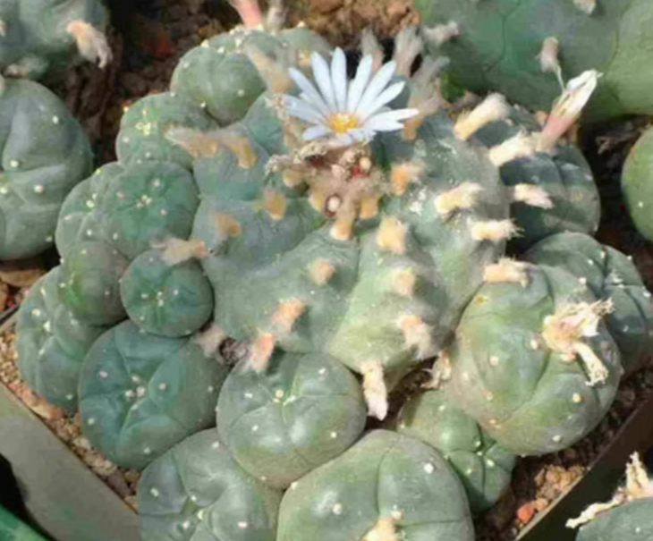 Lophophora Williamsii Weisse Bluete 10 Seeds