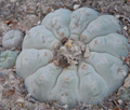 Lophophora Williamsii Est Catorce San Luis Potosí 10 Seeds
