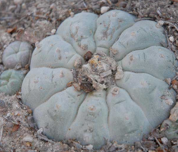 Lophophora Williamsii Est Catorce San Luis Potosí 10 Seeds