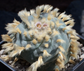 Lophophora Williamsii Est Marte 10 Seeds