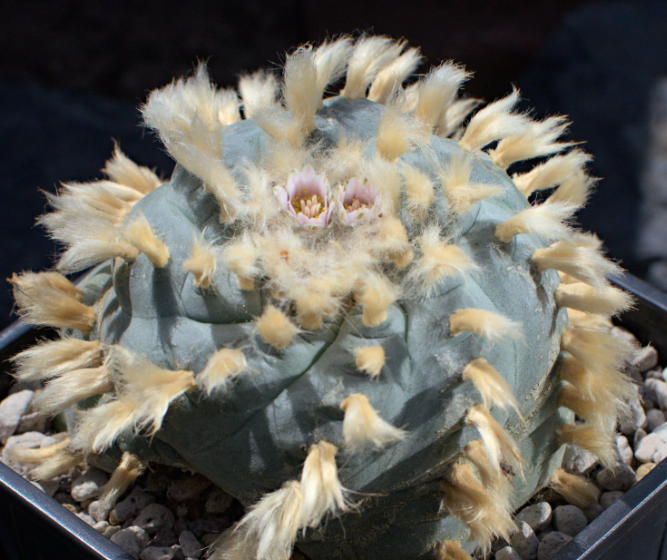 Lophophora Williamsii Est Marte 10 Seeds