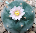 Lophophora Williamsii Coahuila Hipolito Mountain Form 10 Seeds