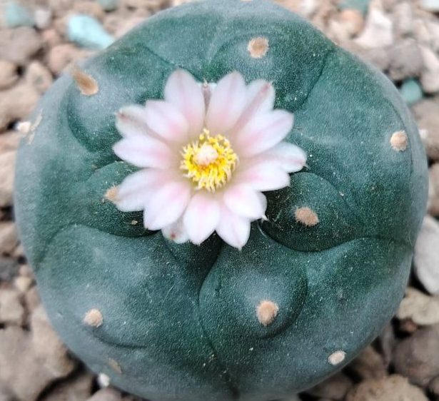 Lophophora Williamsii Coahuila Hipolito Mountain Form 10 Seeds