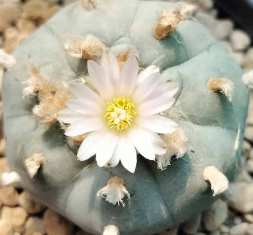 Lophophora Williamsii Texas Rio Grande Del Sol 10 Seeds