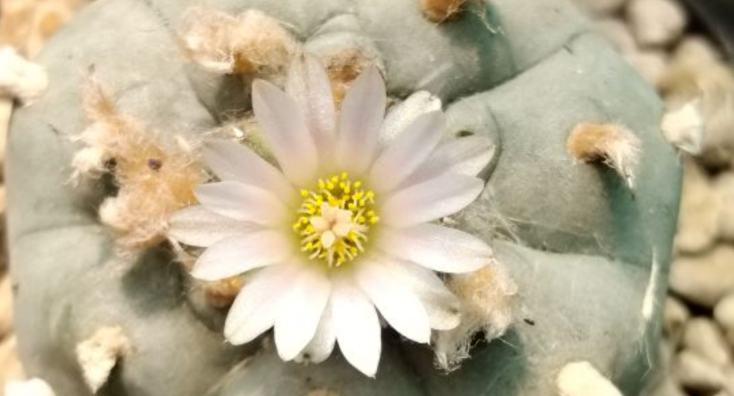Lophophora Williamsii Texas Rio Grande Del Sol 10 Seeds