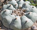 Lophophora Williamsii Monctezuma San Luis Potosí 10 Seeds