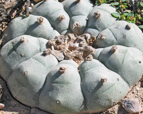 Lophophora Williamsii Monctezuma San Luis Potosí 10 Seeds