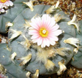 Lophophora Williamsii Tamaulipas Reynosa 10 Seeds
