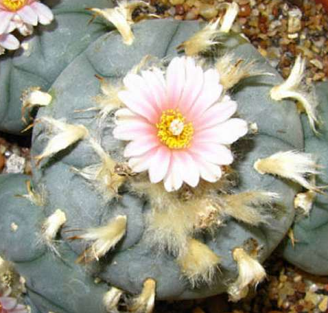 Lophophora Williamsii Tamaulipas Reynosa 10 Seeds