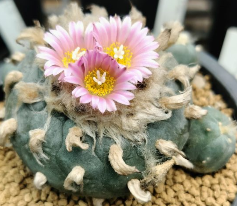 Lophophora Fricii cv Ibo Ginkamuri 10 Seeds