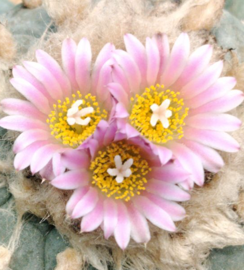 Lophophora Fricii cv Ibo Ginkamuri 10 Seeds