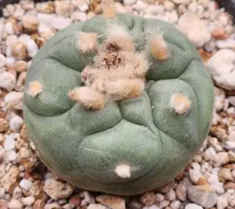 Lophophora Fricii cv Ooibo 10 Seeds