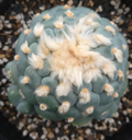 Lophophora Fricii cv Ooibo 10 Seeds