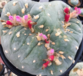 Lophophora Fricii Cristata 10 Seeds