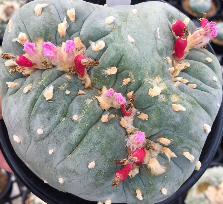 Lophophora Fricii Cristata 10 Seeds