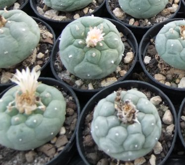 Lophophora Fricii Coahuila Viesca 10 Seeds
