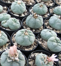 Lophophora Fricii Coahuila Viesca 10 Seeds