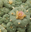Lophophora Fricii La Pa 10 Seeds